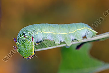 Erdbeerbaumfalter Raupe