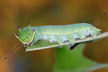 Erdbeerbaumfalter Raupe