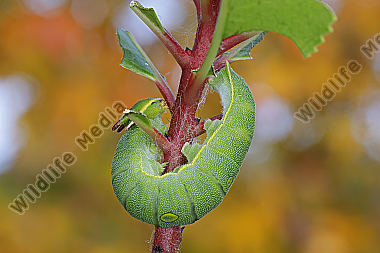 Erdbeerbaumfalter Raupe