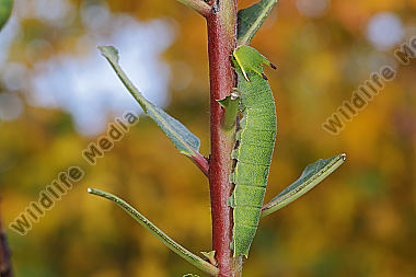 Erdbeerbaumfalter Raupe