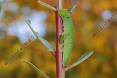Erdbeerbaumfalter Raupe