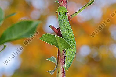 Erdbeerbaumfalter Raupe