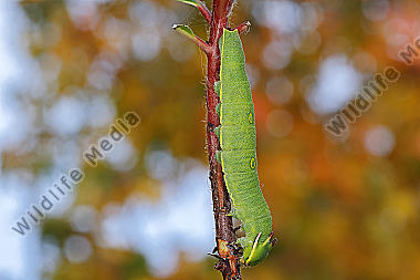 Erdbeerbaumfalter Raupe