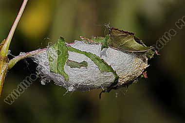 Pfauenspinner Actias rhodopneuma Kokon