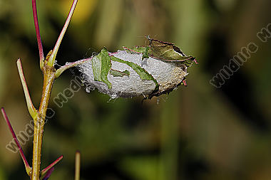 Pfauenspinner Actias rhodopneuma Kokon