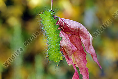Pfauenspinner Actias rhodopneuma Raupe
