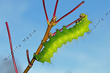 Pfauenspinner Actias rhodopneuma Raupe