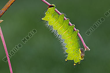 Pfauenspinner Actias rhodopneuma Raupe