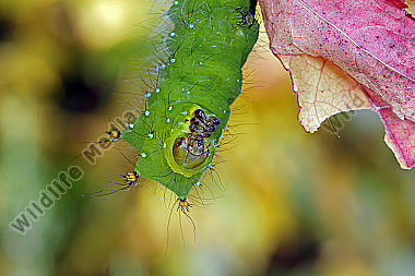 Pfauenspinner Actias rhodopneuma Raupe