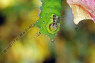 Pfauenspinner Actias rhodopneuma Raupe