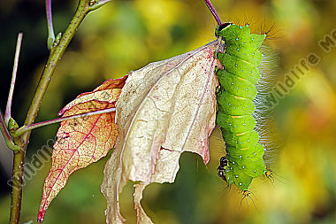Pfauenspinner Actias rhodopneuma Raupe
