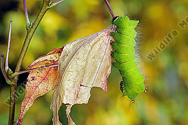Pfauenspinner Actias rhodopneuma Raupe