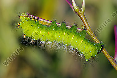 Pfauenspinner Actias rhodopneuma Raupe