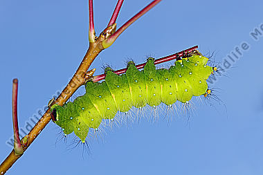 Pfauenspinner Actias rhodopneuma Raupe
