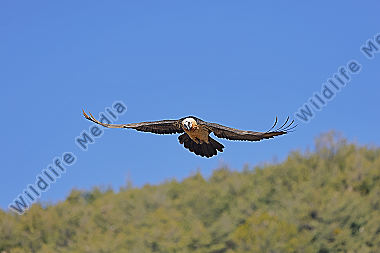 Bartgeier Altvogel