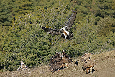 Bartgeier Altvogel