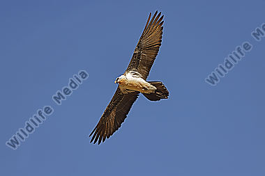 Bartgeier Altvogel