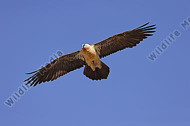 Bartgeier Altvogel