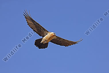 Bartgeier Altvogel