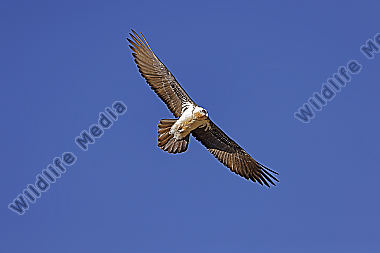 Bartgeier Altvogel