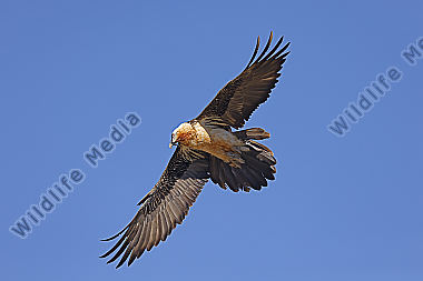 Bartgeier Altvogel