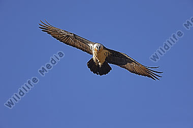 Bartgeier Altvogel