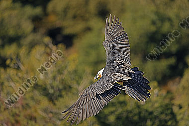 Bartgeier Altvogel