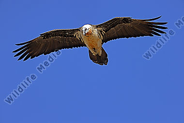 Bartgeier Altvogel