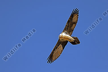 Bartgeier Altvogel