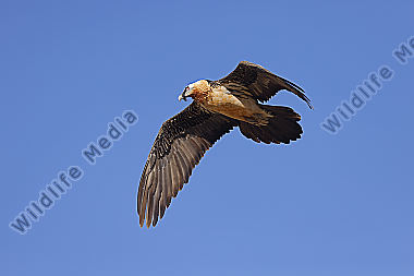 Bartgeier Altvogel