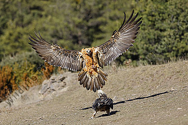 Bartgeier Altvogel
