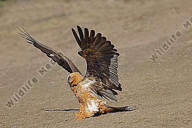 Bartgeier Altvogel