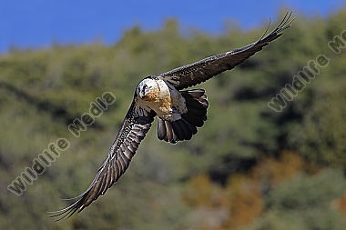 Bartgeier Altvogel