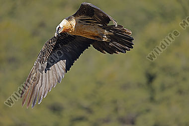 Bartgeier Altvogel