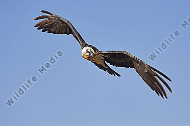 Bartgeier Altvogel