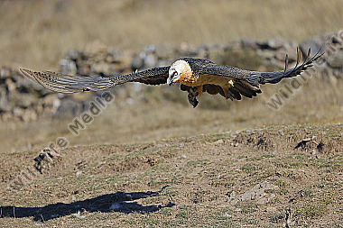 Bartgeier Altvogel