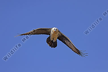 Bartgeier Altvogel