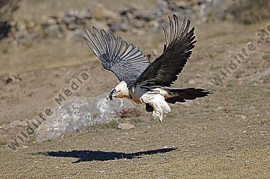 Bartgeier Altvogel