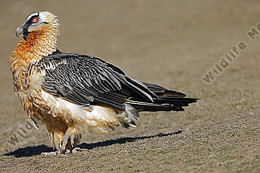 Bartgeier Altvogel