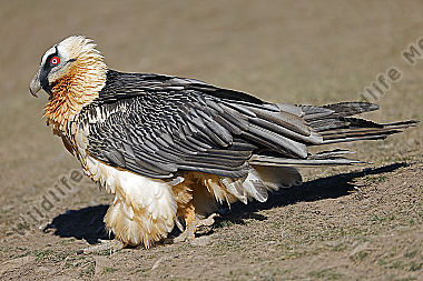 Bartgeier Altvogel