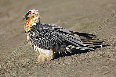 Bartgeier Altvogel
