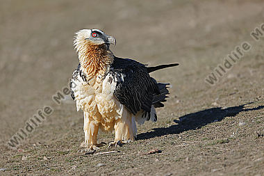 Bartgeier Altvogel