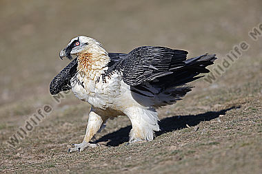 Bartgeier Altvogel