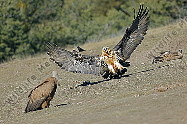 Bartgeier Altvogel