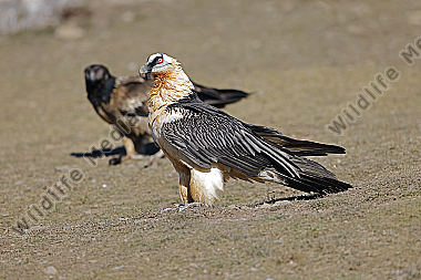 Bartgeier Altvogel