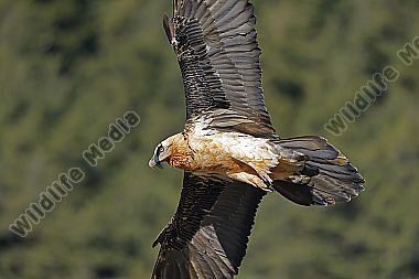 Bartgeier Altvogel