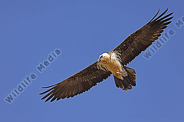 Bartgeier Altvogel