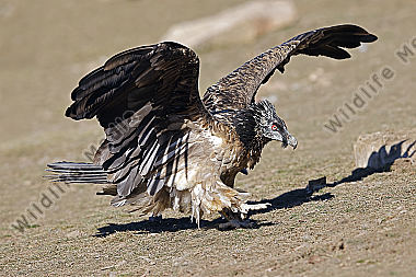 Bartgeier Jungvogel