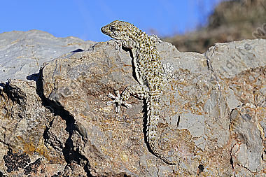 Mauergecko