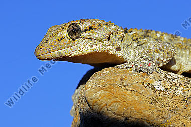 Mauergecko